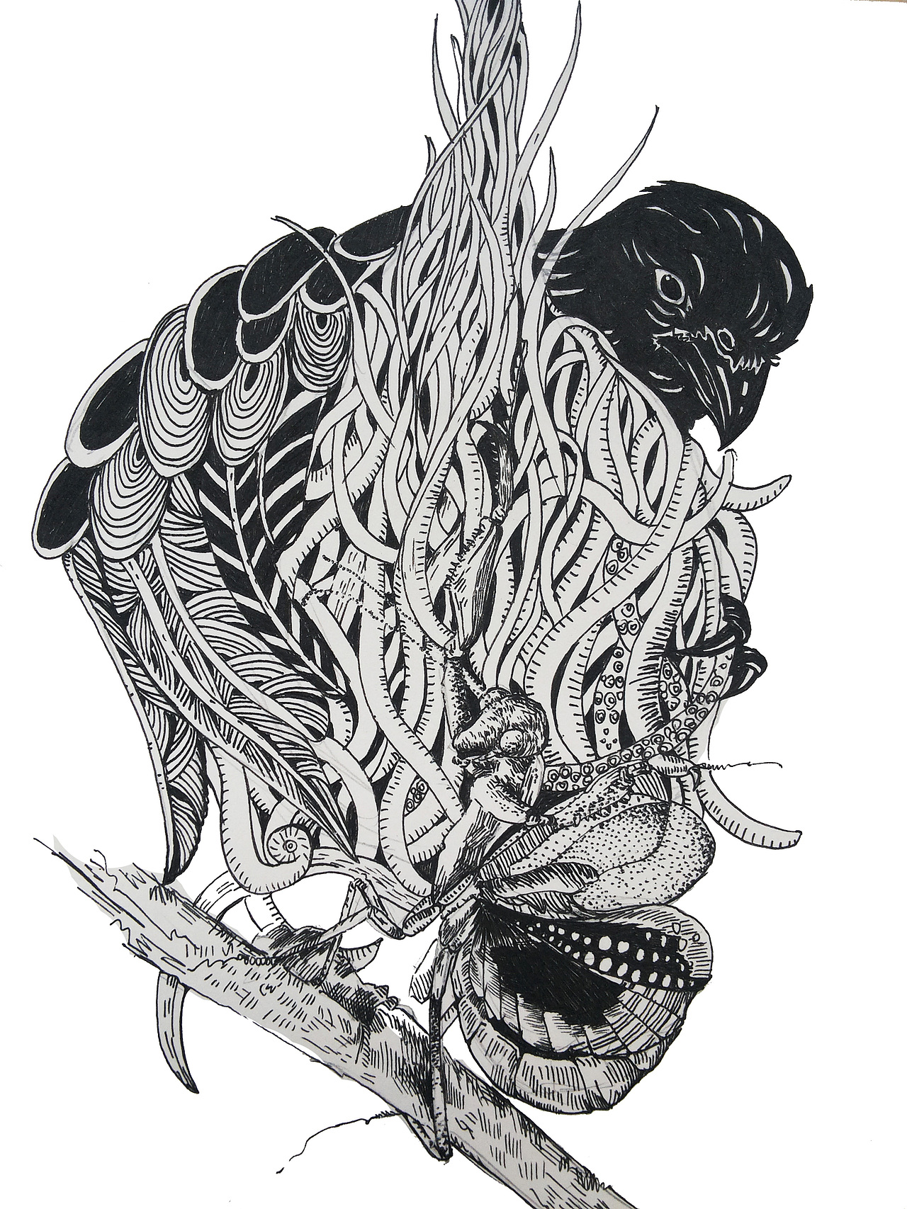 黑白绘-鸟类的生死演绎(稿子)