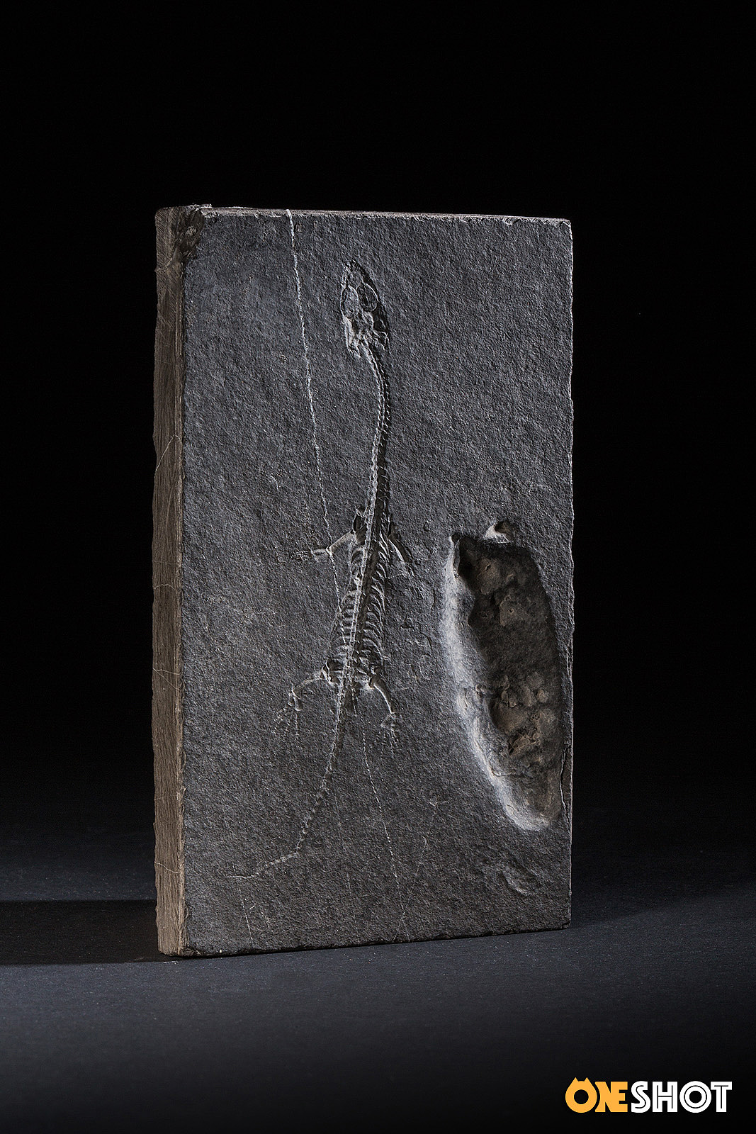 一些化石和矿石（图ZMTM4NTYyNzk2） - 产品摄影 - 站酷设计师WildKay原创素材 - 站酷ZCOOL