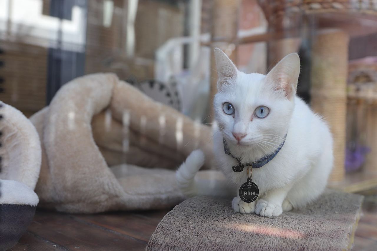 Cat（图ZOTkxODY5MDA=） - 宠物摄影 - 站酷设计师Bella_Miss原创素材 - 站酷ZCOOL