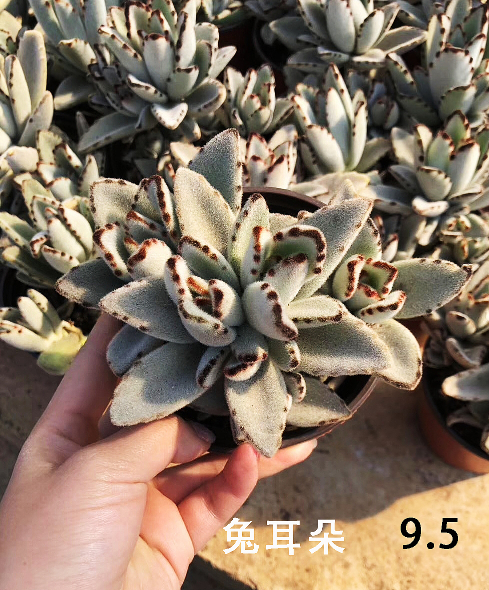 云南东南亚多肉绿植（图ZMTU1NDUxNTE2） - 产品摄影 - 站酷设计师绿植玩家原创素材 - 站酷ZCOOL