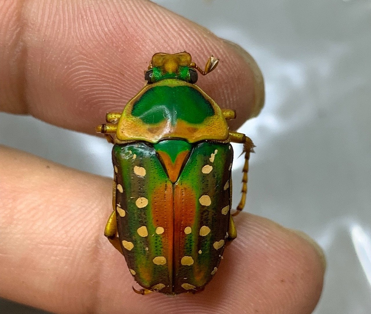 乌干达七彩金龟子