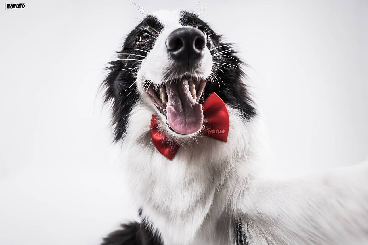 [宠物摄影] 边牧（图ZNTk0NjA0ODg=） - 宠物摄影 - 站酷设计师pingQ原创素材 - 站酷ZCOOL