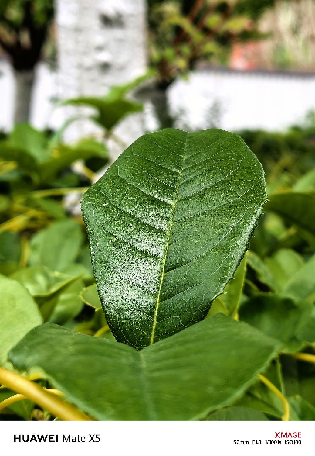 MATE X5｜素喜光阴，不问今夕何夕，简单就是幸福