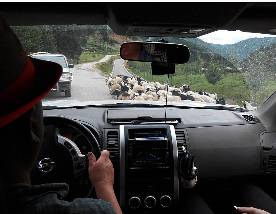 下面的图片都是去采蜜的时候拍的。这是去山里的路上牛羊成群！