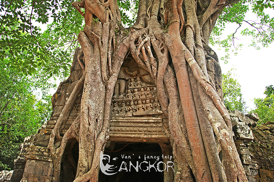 塔逊将军庙,东门被整棵大树包住。