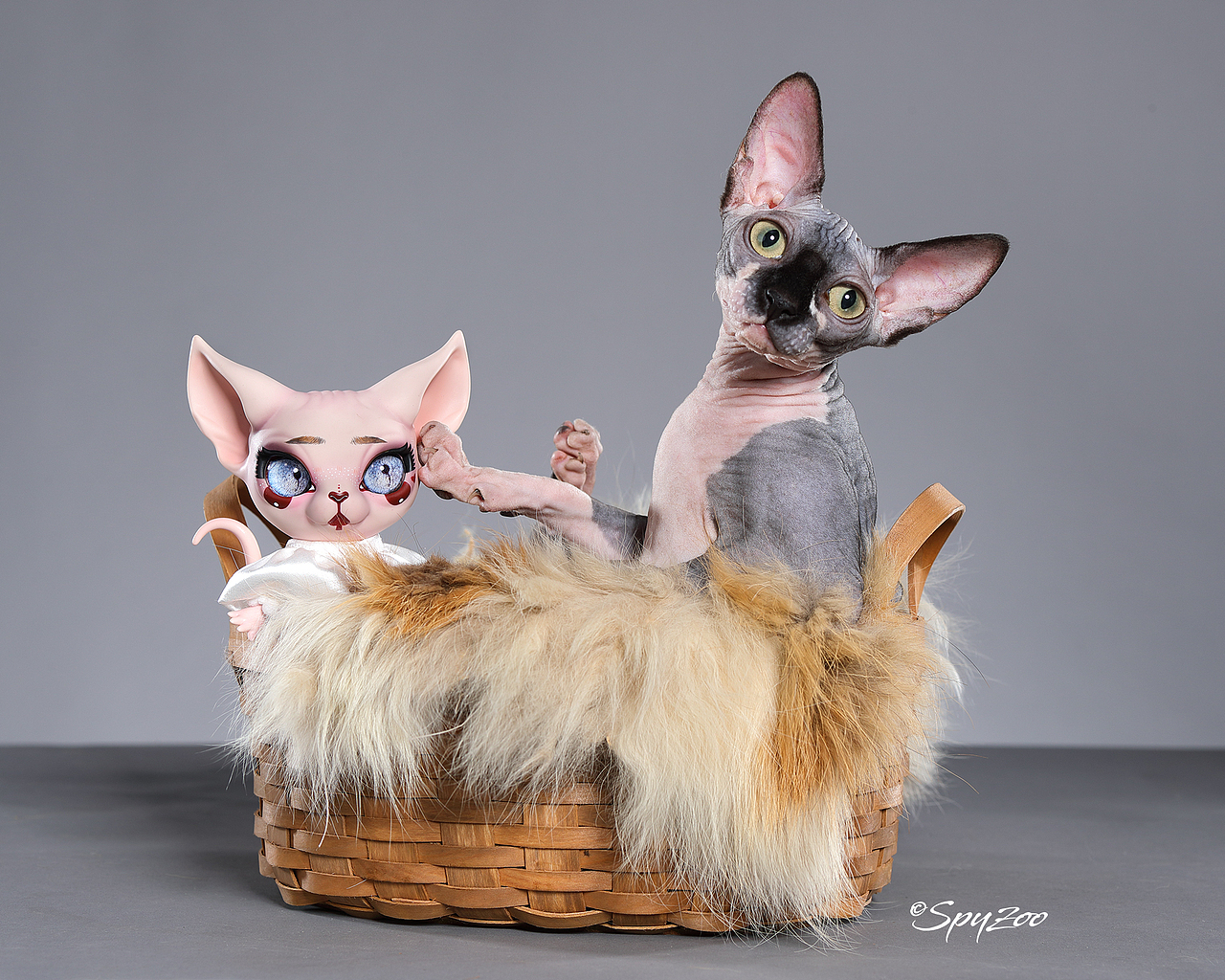 SPYZOO猫赛猫照片之「斯芬克斯无毛猫」（图ZMTY0MDc1NTky） - 宠物摄影 - 站酷设计师spyzoo原创素材 - 站酷ZCOOL