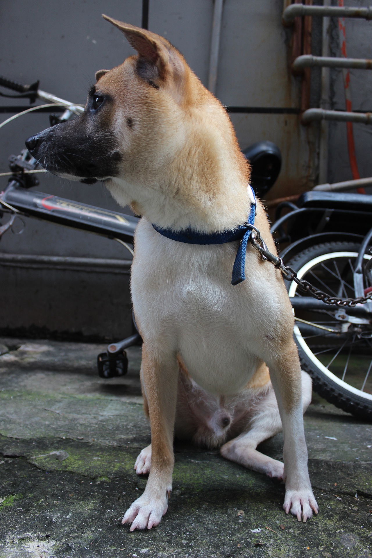 犬一只三张/猫一只两张