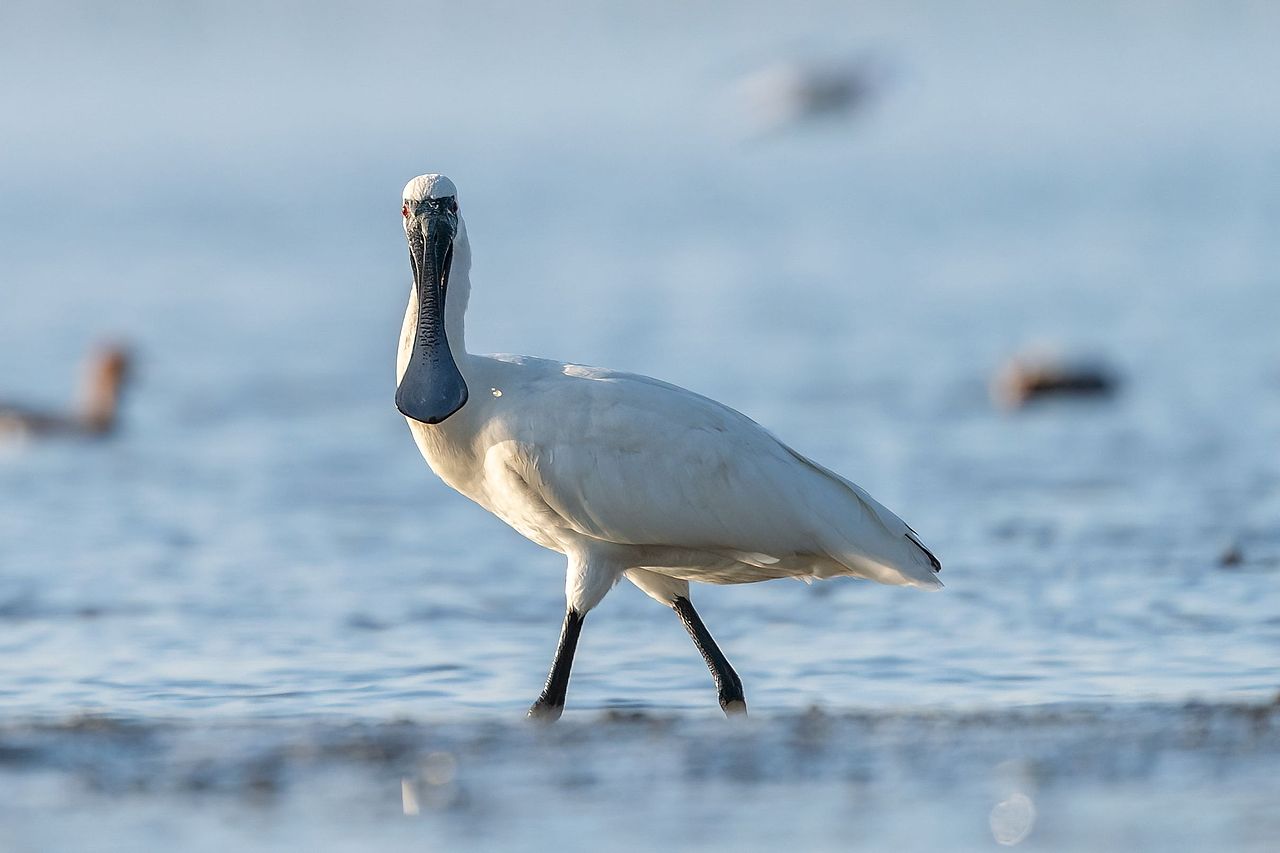 感悟自然·年度观鸟精华