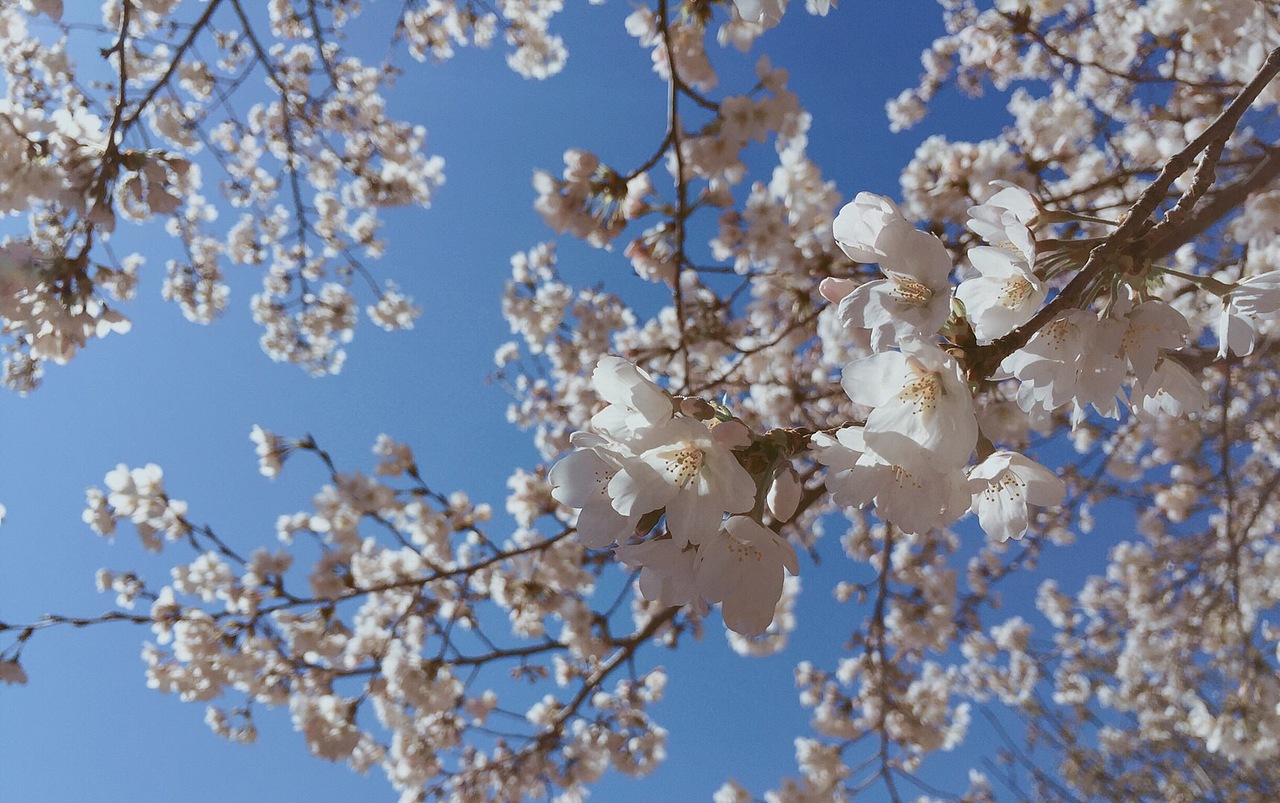 【北京玉渊潭公园】