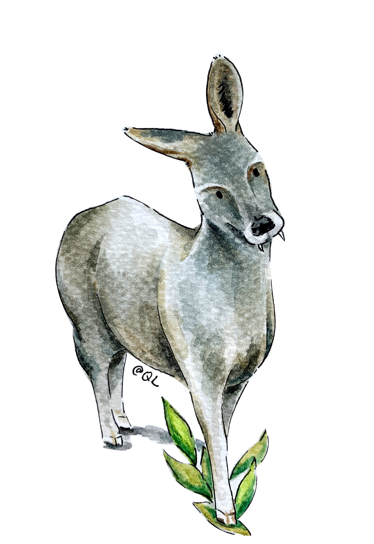 三江源野生动物手绘|插画|艺术插画|千莱娅_原创作品-站酷zcool