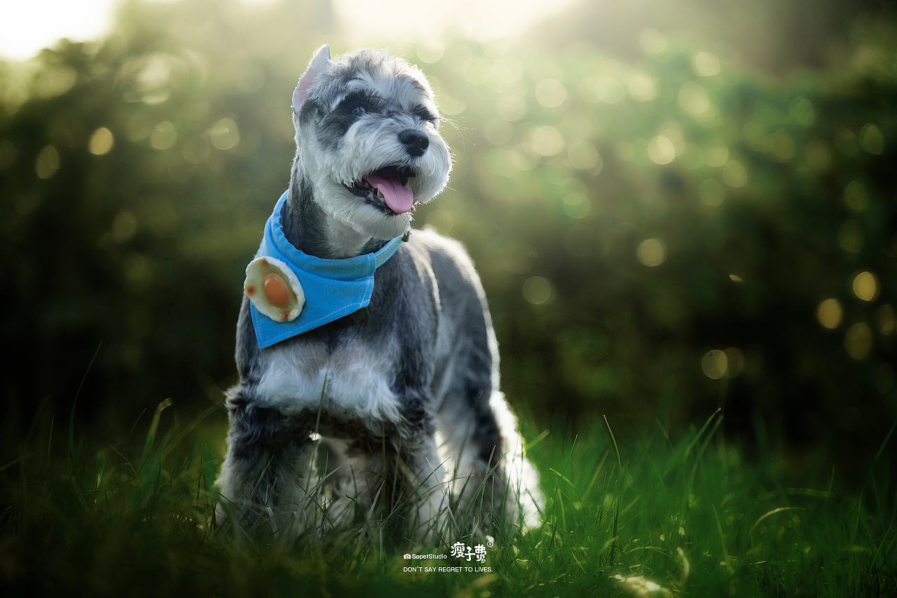 猫狗双全的美好生活