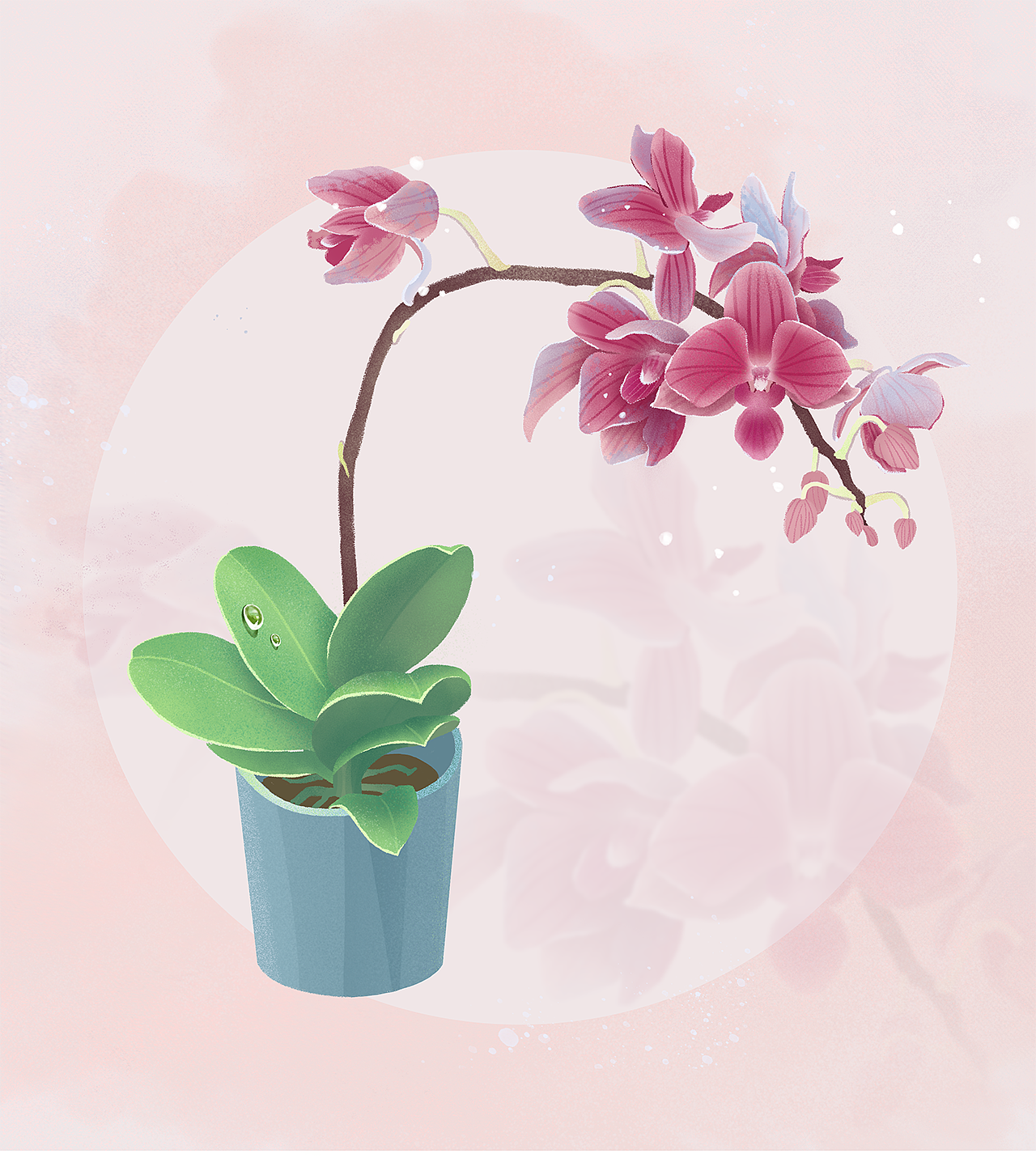 蝴蝶兰植物板绘