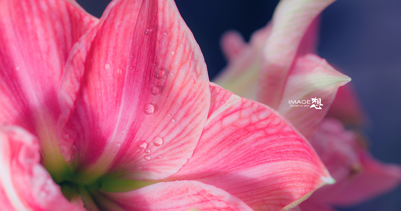 《冬天里的花儿》_想·享摄影