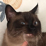 我小叮当的头像