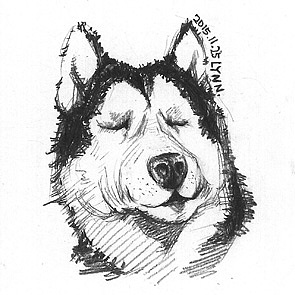 二哈手绘速写小稿