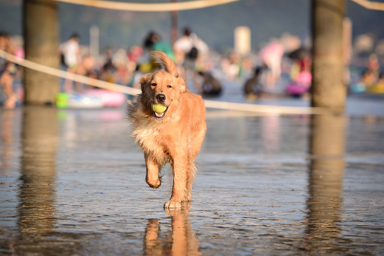 壁纸 黄狗坐在海边的日落 3840x2160 UHD 4K 高清壁纸, 图片, 照片