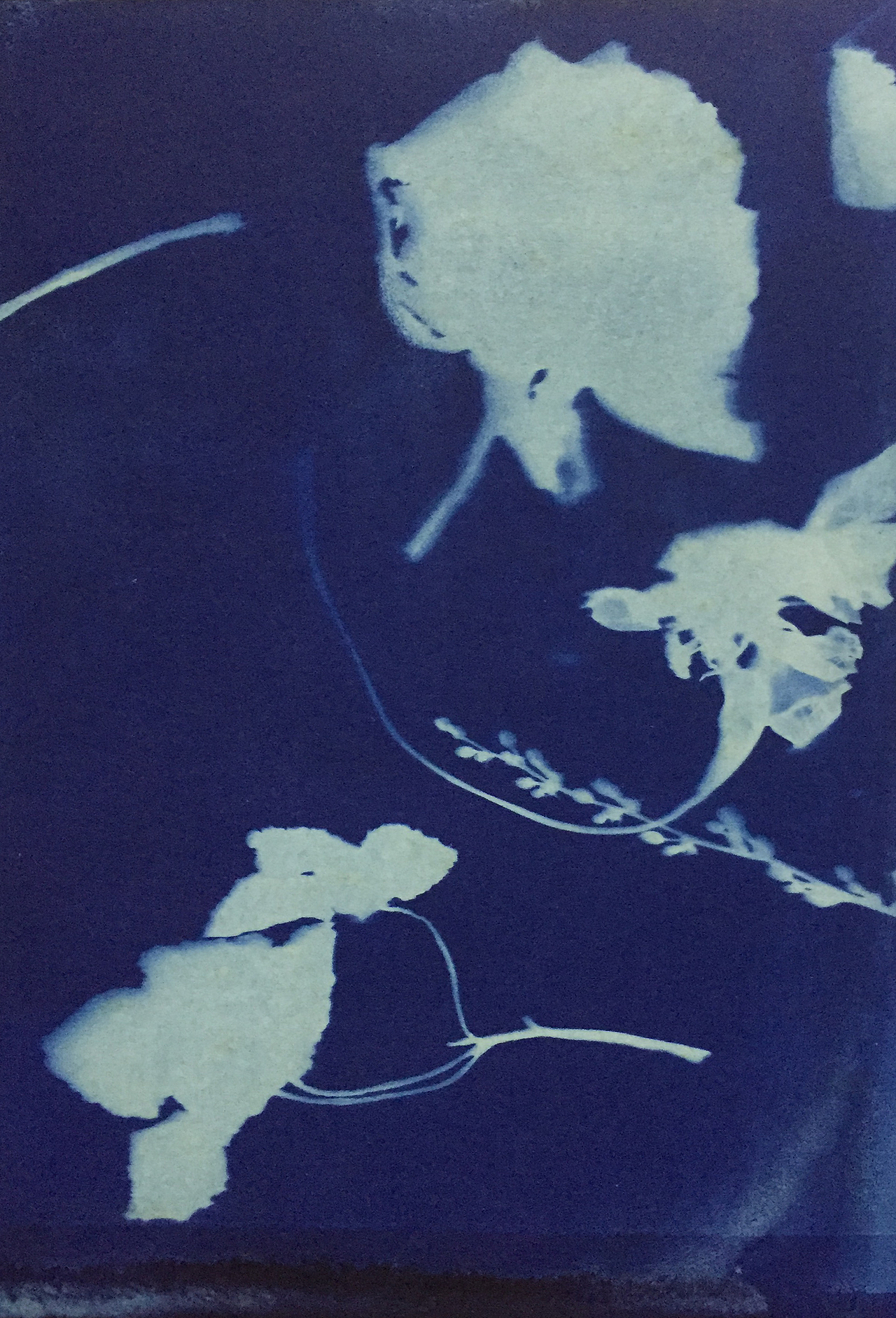 Cyanotype 蓝晒（图ZNTgyMTIwNzI=） - 图案 - 站酷设计师fangfangzhou原创素材 - 站酷ZCOOL
