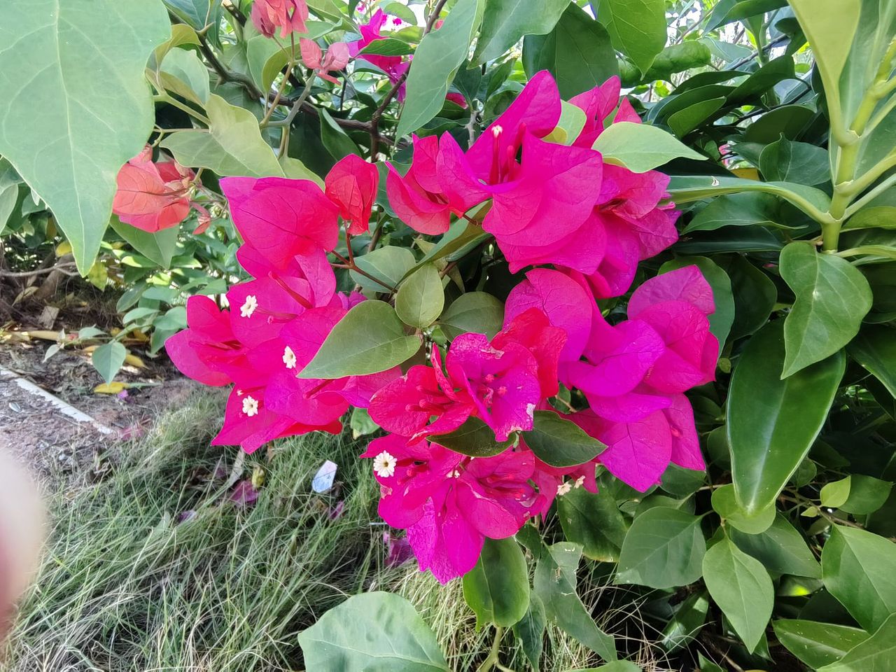 红彤彤的三角梅