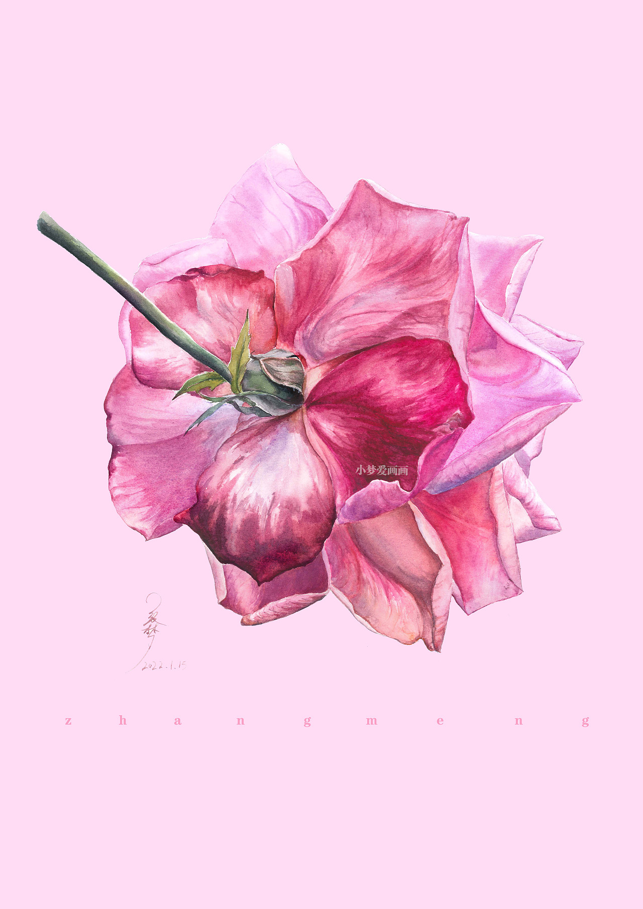 花——写实水彩玫瑰花卉系列