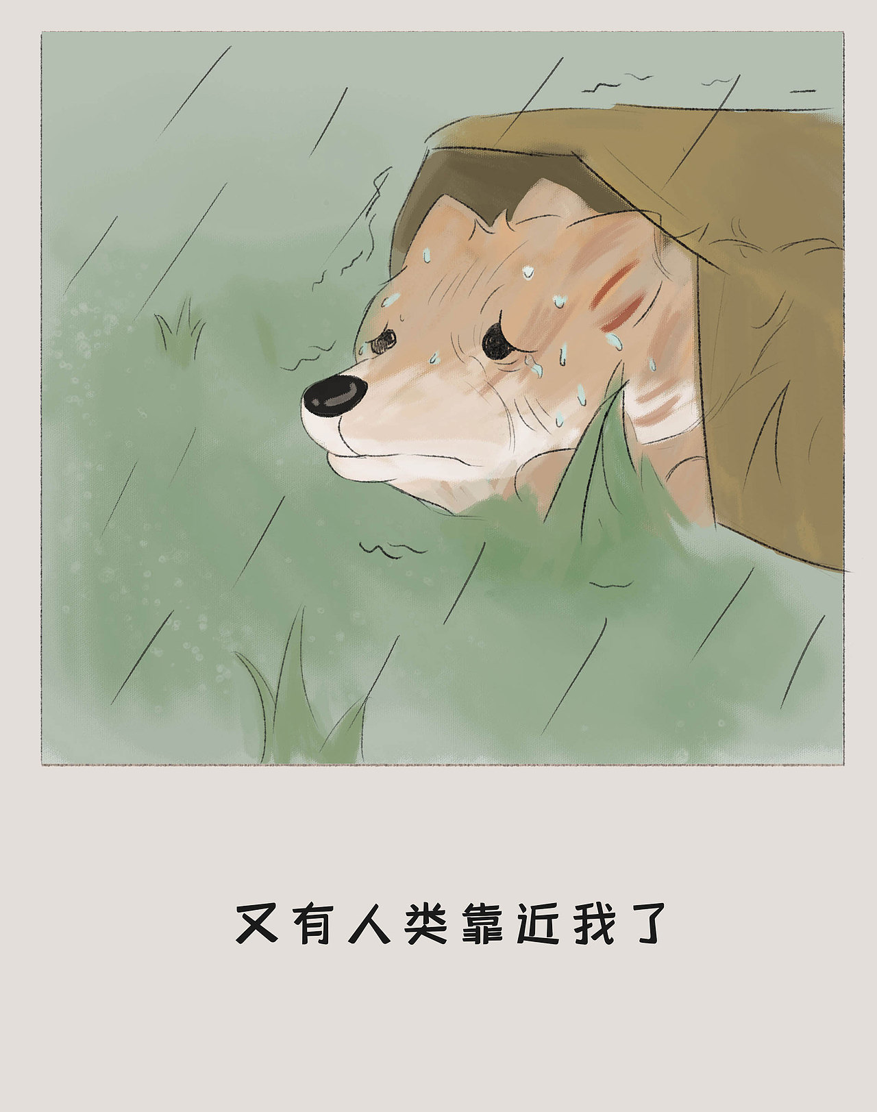 那些被遗弃的宠物都去哪儿了?