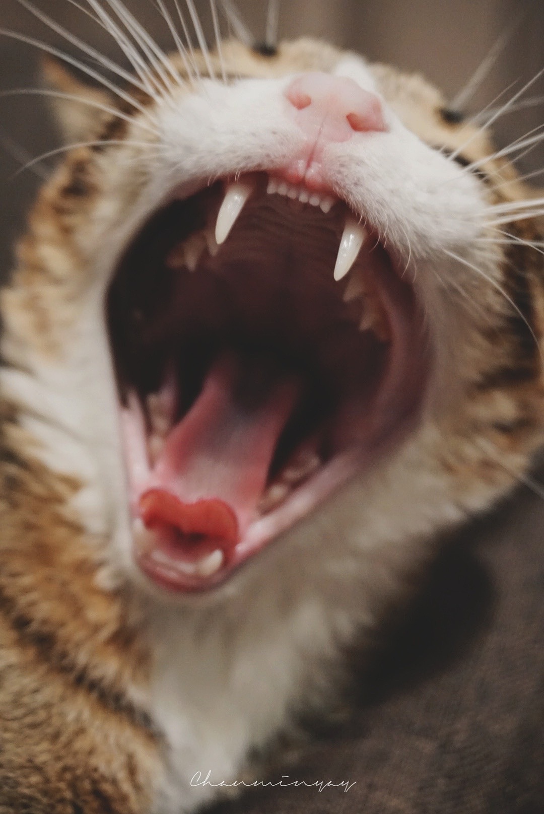 猫猫请看我·一