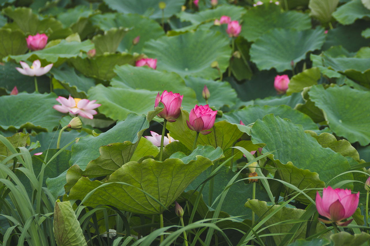 夏天的荷花开正艳