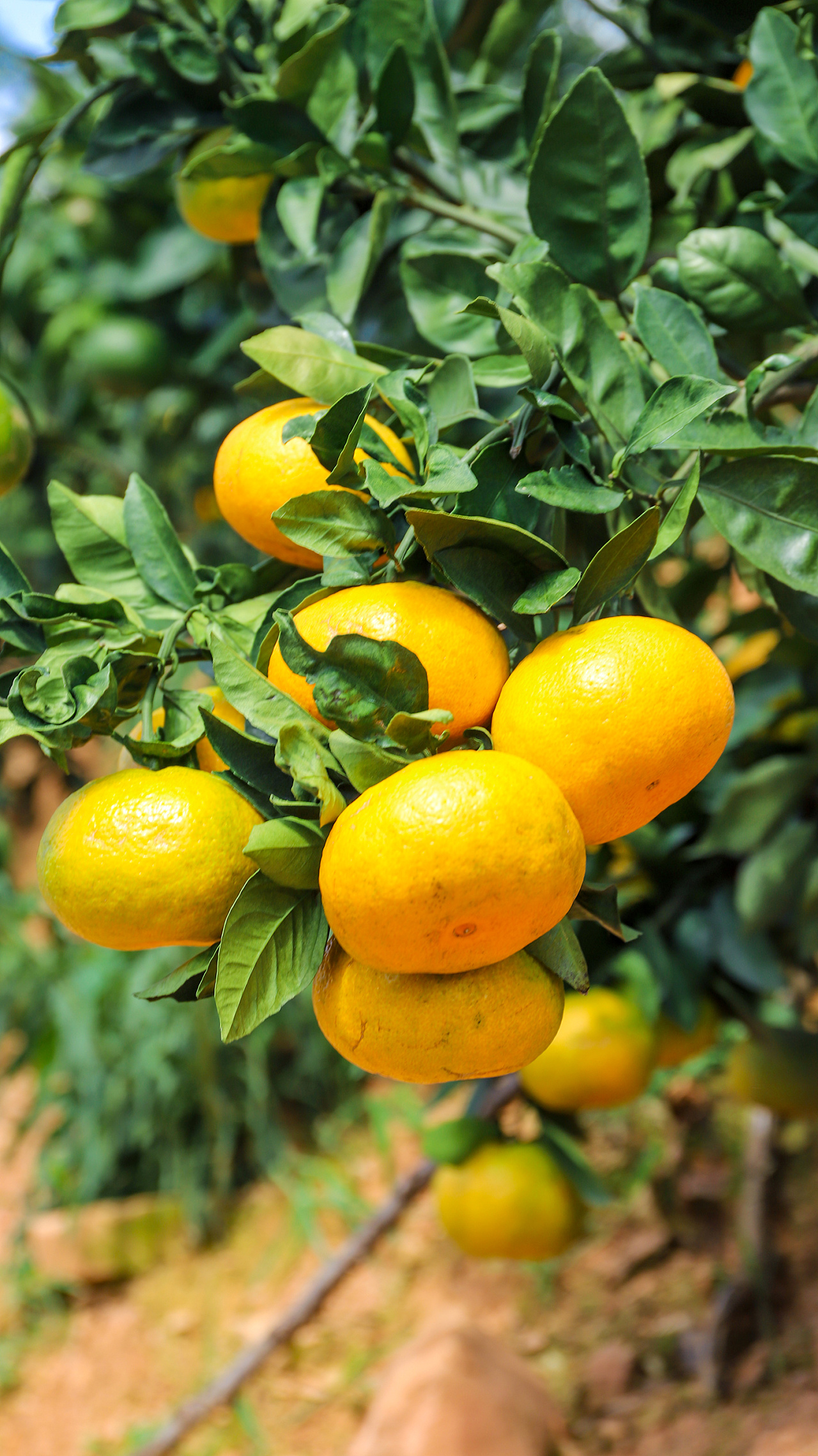 水果拍摄云南华宁无籽蜜桔