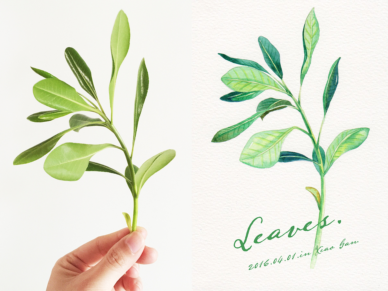 三木花草（小過程3）（圖ZNDU3NzM5NDA=） - 商業(yè)插畫 - 站酷設(shè)計(jì)師吳都Jasmine原創(chuàng)素材 - 站酷ZCOOL