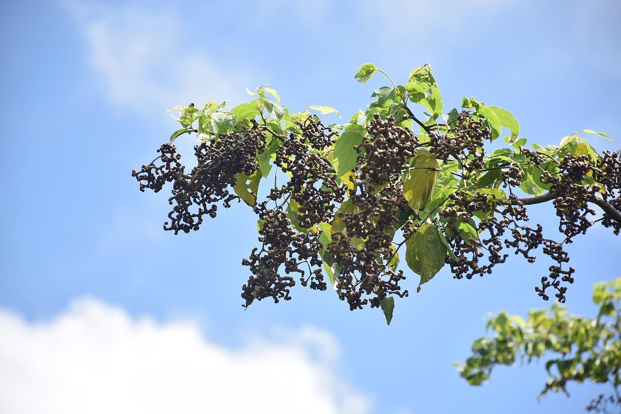 我言秋日胜春朝（图ZOTMyNjAyMjQ=） - 风光摄影 - 站酷设计师Journey闪原创素材 - 站酷ZCOOL