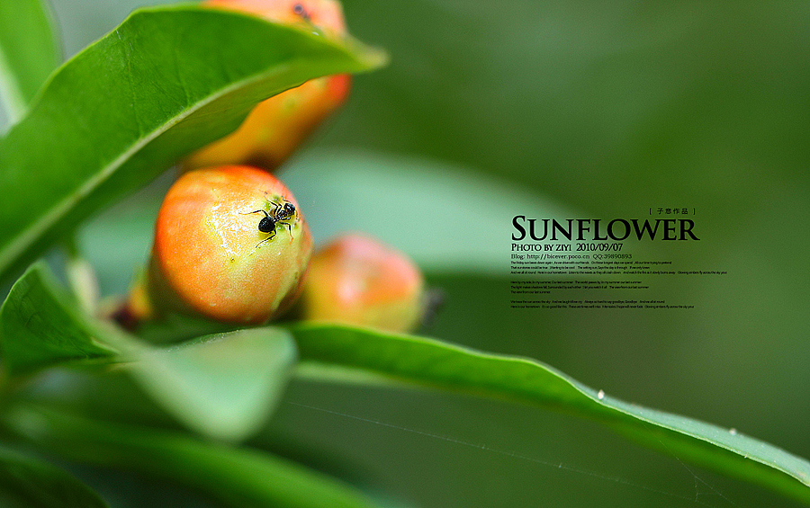 《向日葵的纹样》