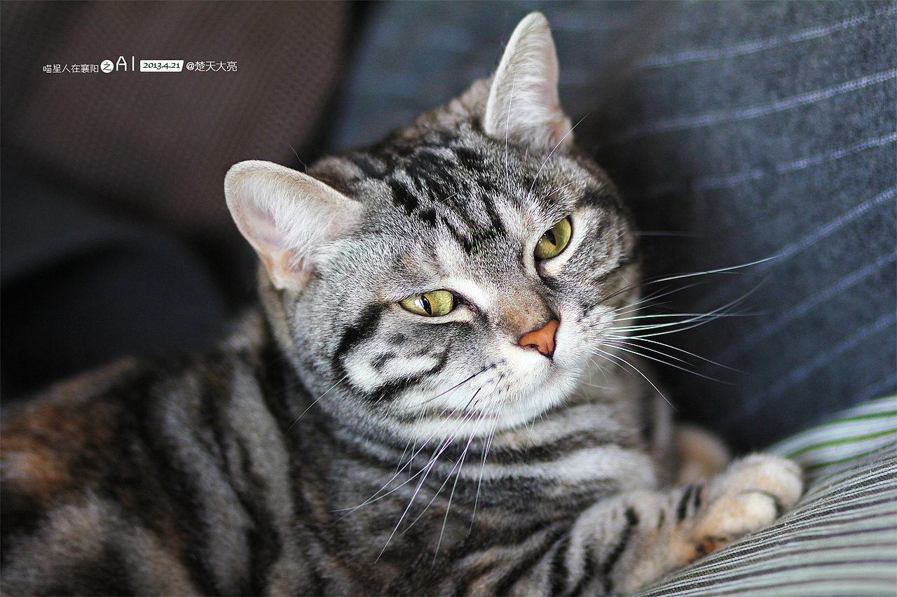 美喵喵 ai - 喵星人在襄阳