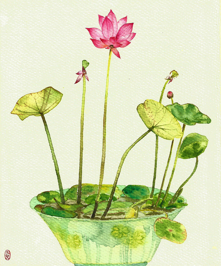 原创作品:水彩碗莲
