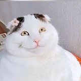 我的猫儿不爱吃鱼的头像