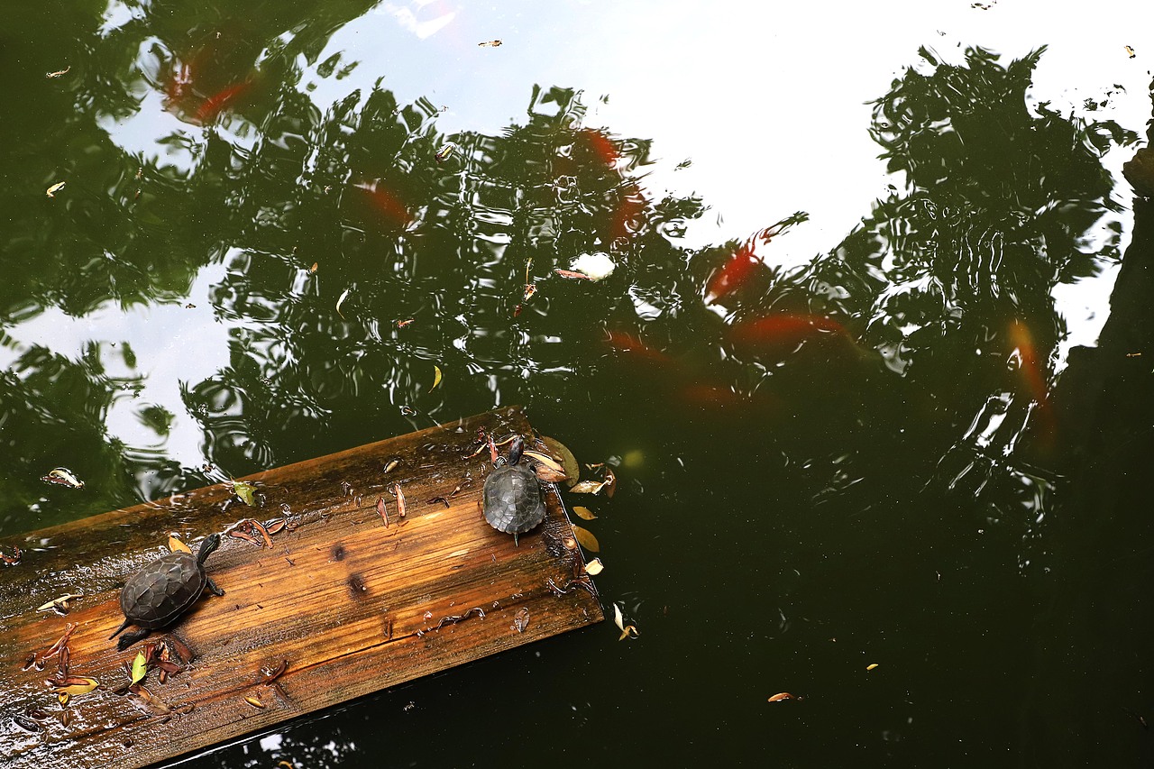 随意漂浮在放生池里的木牌,成了小乌龟休息吃东西的移动食堂,池里的鲤鱼游啊游,小风吹啊吹。