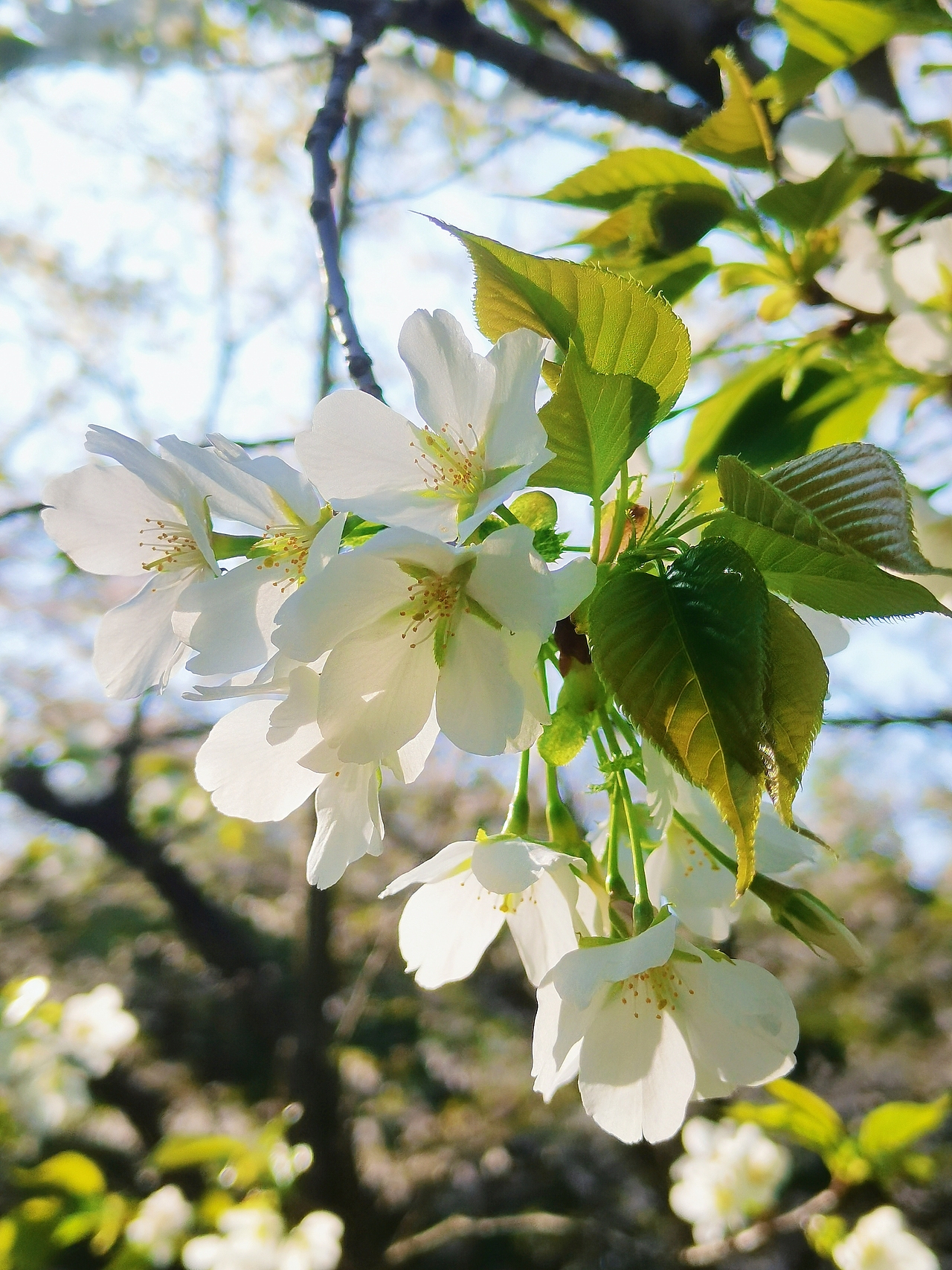 春日（图ZMjk0NjI3OTc2） - 风光摄影 - 站酷设计师lmt小青豆原创素材 - 站酷ZCOOL