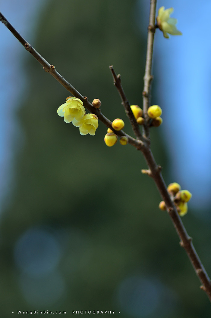 腊梅花开——开封禹王台公园