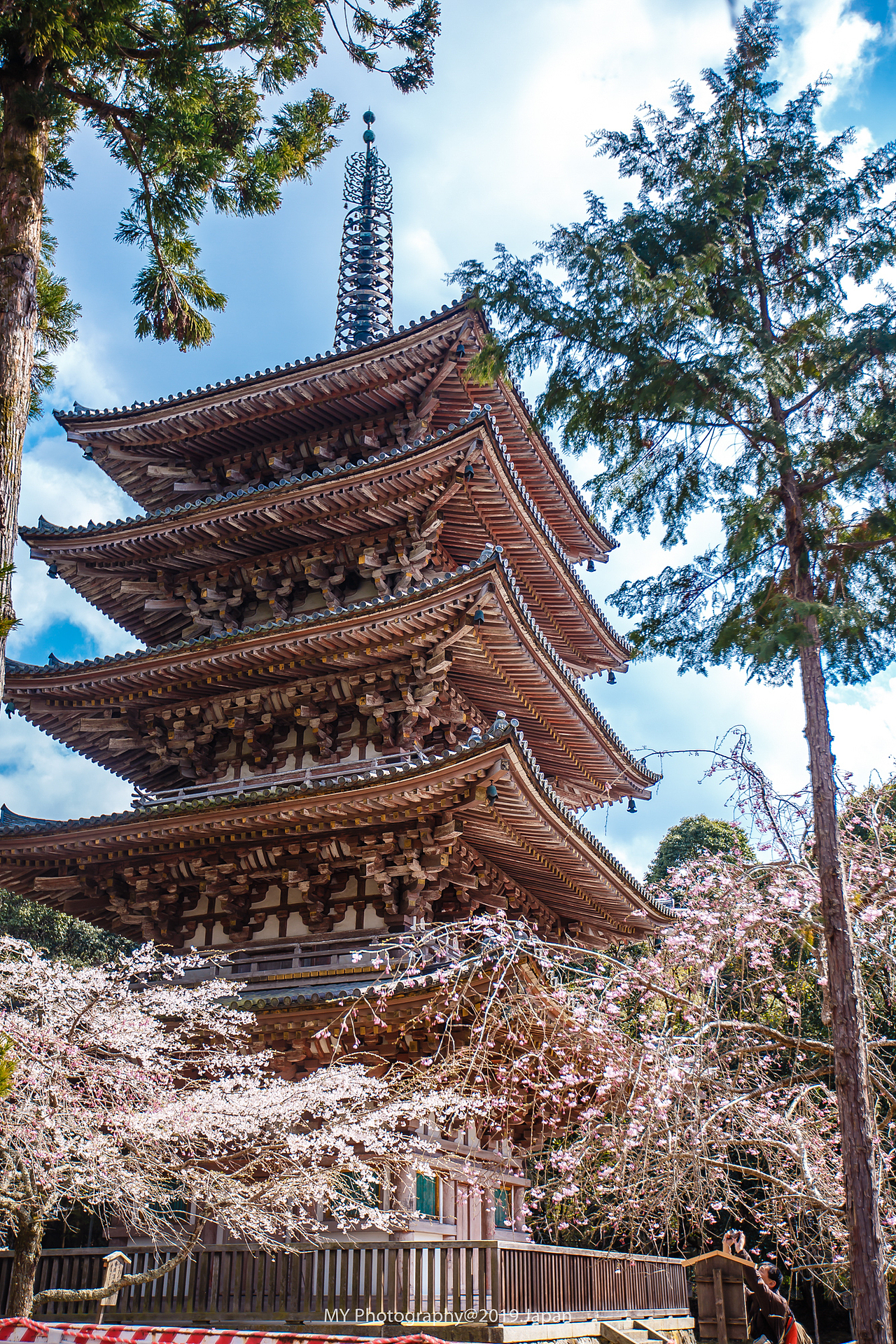 醍醐寺樱花