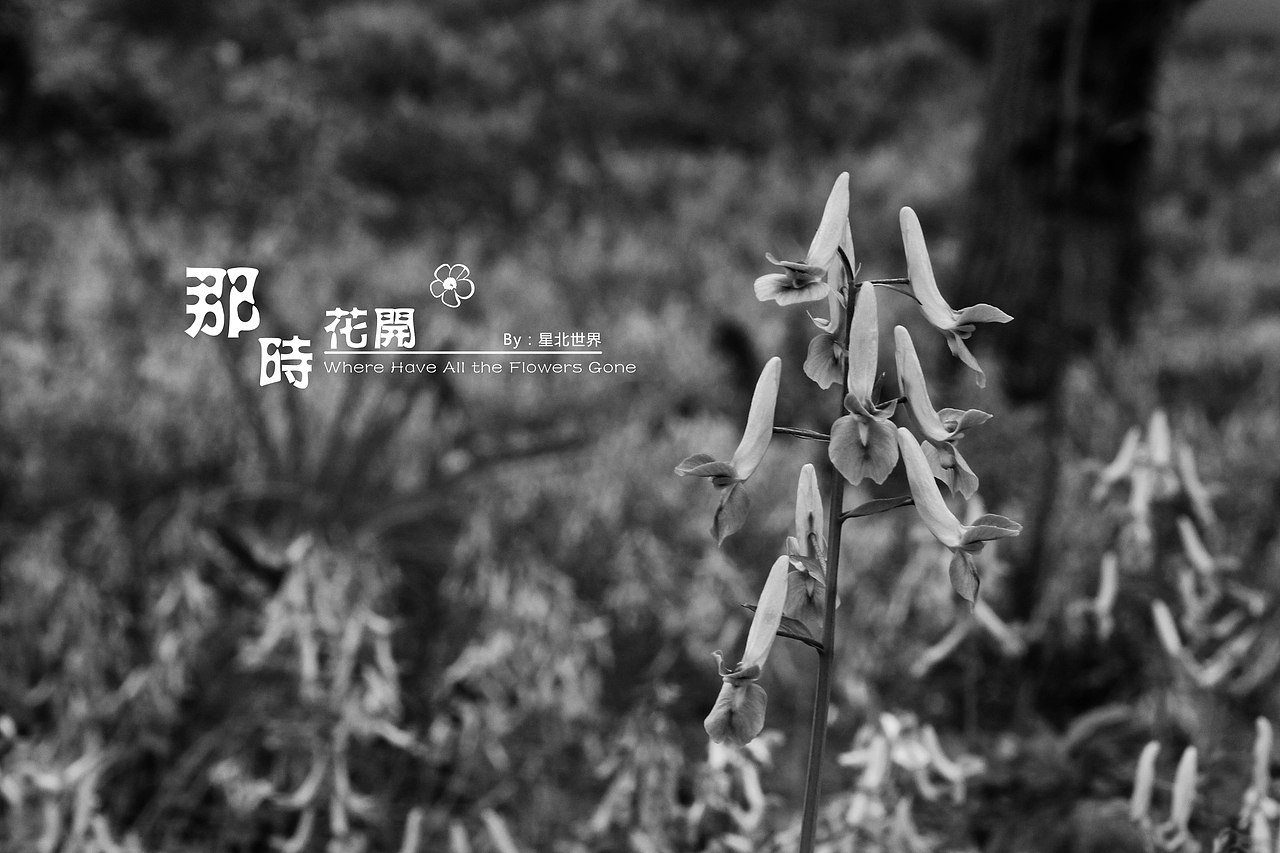 未闻花名——那时花开（二）（图ZNzQ4OTA3NjA=） - 修图/后期 - 站酷设计师星北世界原创素材 - 站酷ZCOOL