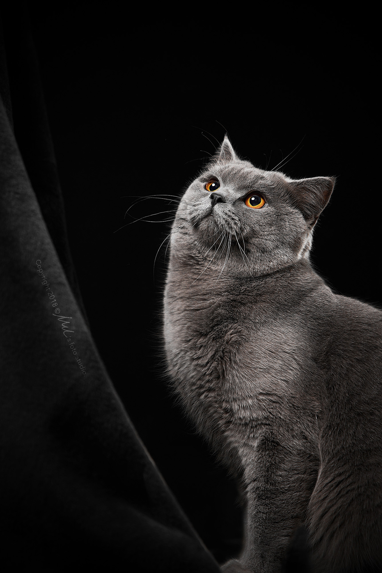 灰色的猫|摄影|动物|穆牧摄影 - 原创作品 - 站酷 (ZCOOL)