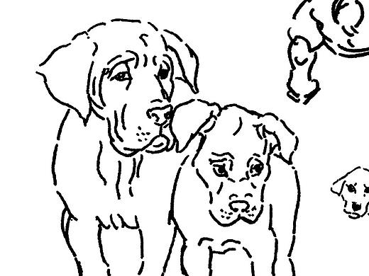 2020年 动物速写练习