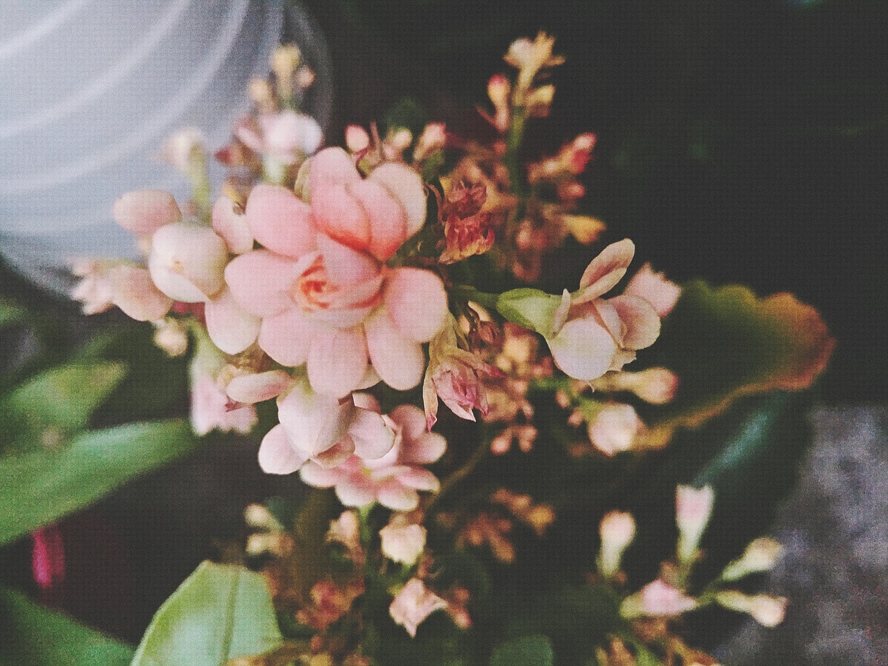 植物的秘密 似贝壳 似莲花 似绣球（图ZODgzNjAyMDg=） - 产品摄影 - 站酷设计师阿崔啊miss原创素材 - 站酷ZCOOL