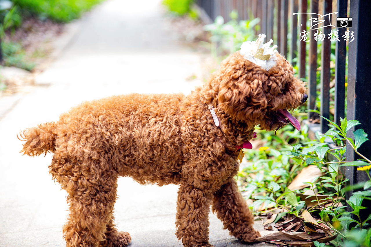 【I,Pet宠物摄影】狗狗们的一天