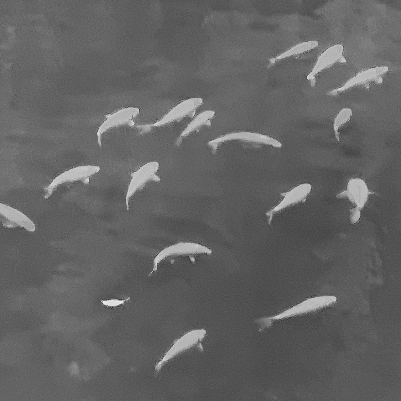 手機(jī)隨拍（圖ZMjU4NjA0MzQw） - 人文/紀(jì)實(shí)攝影 - 站酷設(shè)計(jì)師森川勿雨原創(chuàng)素材 - 站酷ZCOOL