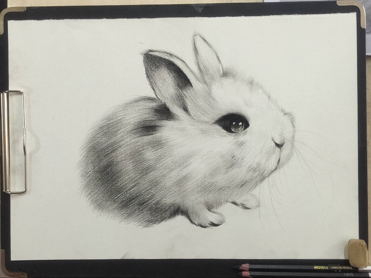 素描小兔兔一张