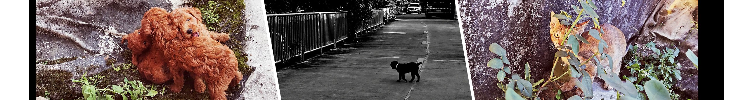 HenHen_的个人主页（封面预览） - 主页封面设置 - 站酷设计师HenHen_原创素材 - 站酷ZCOOL