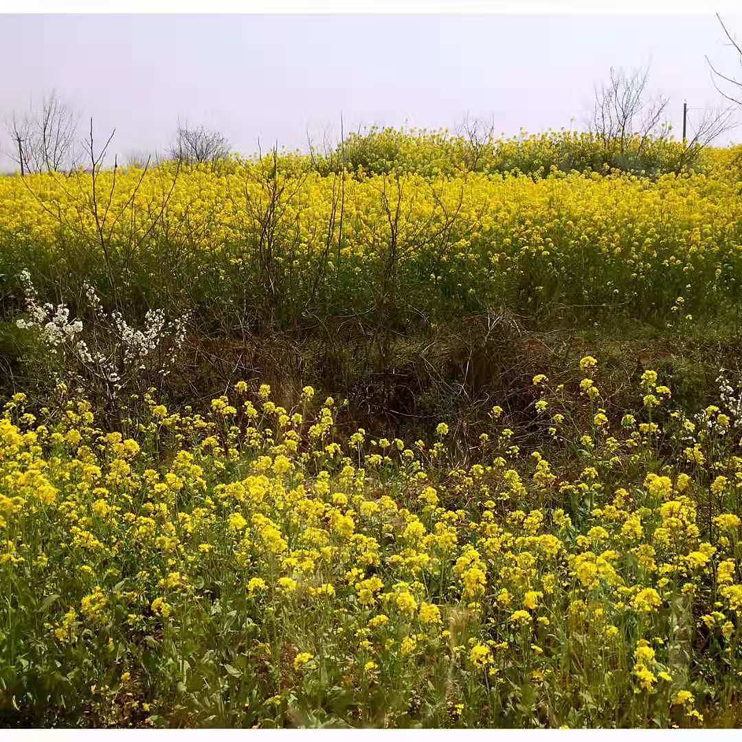 蚌埠天河湖绿色农庄 造景图（图ZMTg4ODI0OTY0） - 家装设计 - 站酷设计师素悉美学空间2原创素材 - 站酷ZCOOL