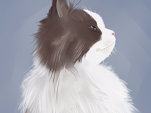 猫