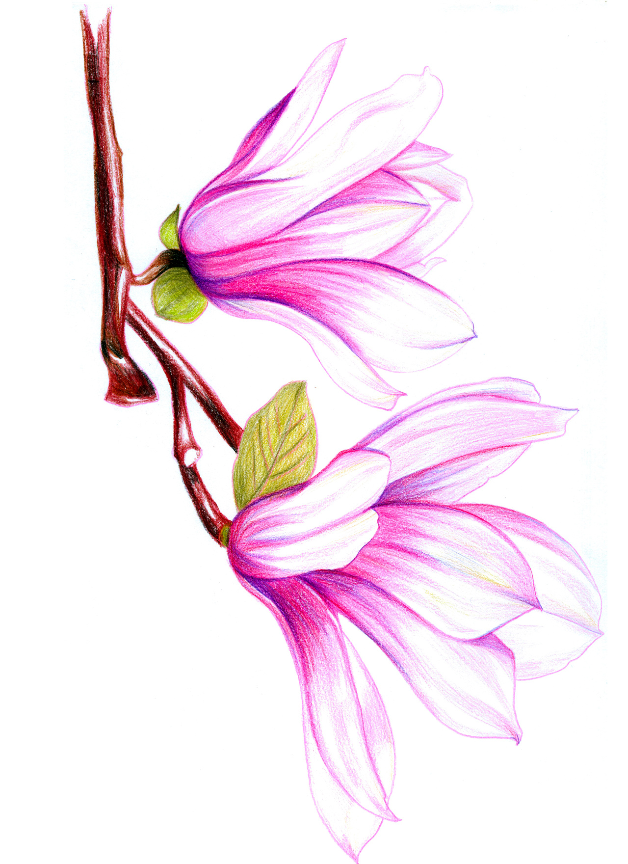 工笔画兰花欣赏与兰花的寓意和象征