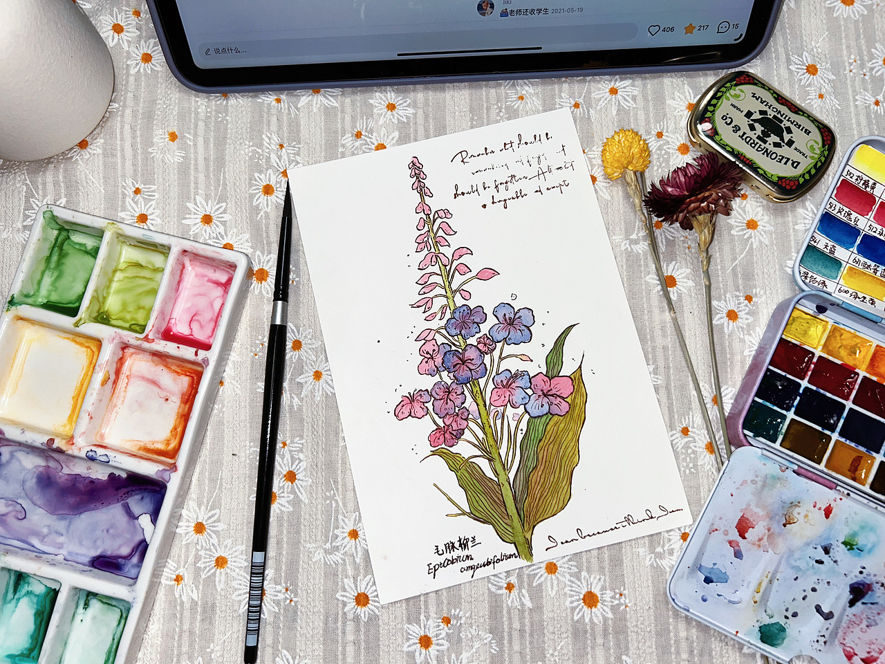 【画渣日常】自然笔记|vintage复古植物图鉴|柳兰