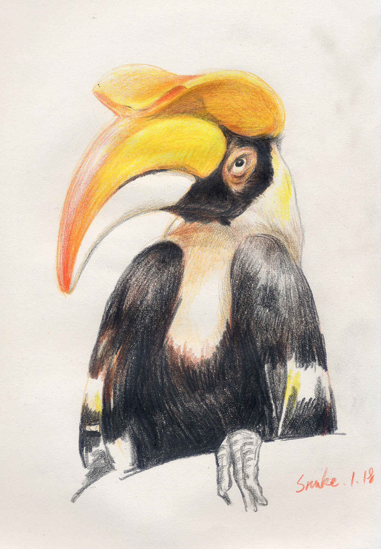 每周一动物1油性彩铅双角犀鸟及大嘴鸟的眼睛绘画素材取自网络摄影